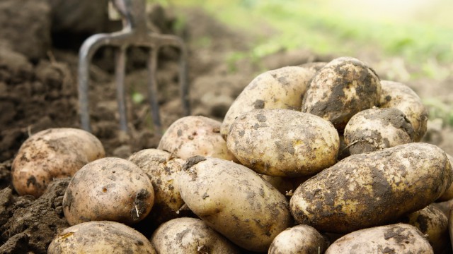 potato growers comments