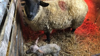 Early-lambing flocks: Some essentials you will need at lambing time
