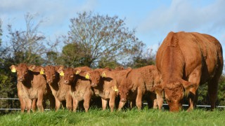 What’s involved with embryo transfer in cattle?