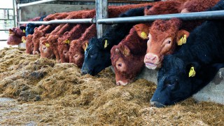 Prices remain steady in Northern Ireland this week