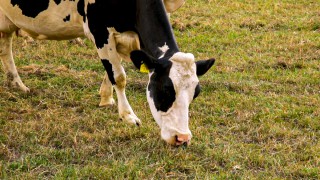 Removal of dairy cows would have ‘minimal’ impact on emissions – US research