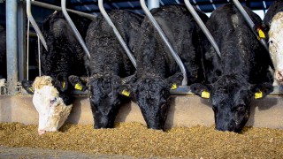 ‘Farmers should consider all options as beef and lamb prices rise’