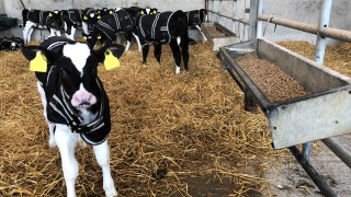 Pneumonia in calves: What are the causes and how to prevent it