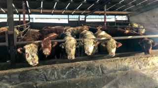 Prime cattle receive a price rise in Northern Ireland for the first week of 2021