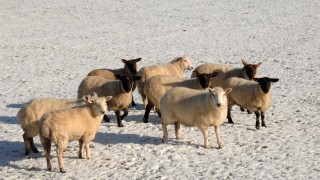 AFBI warns farmers of the risks posed by certain ornamental plants to sheep
