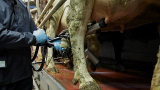 Udder scoring for OAD milking herds