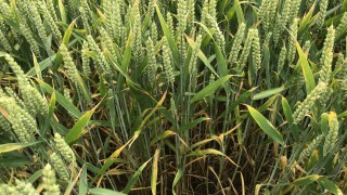 New Zealand commits to 7-year IPM programme for tillage sector