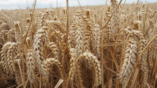 Brexit is impacting on grain imports into Northern Ireland