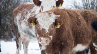 Snow, ice and sub-zero temperatures see 2 new weather warnings issued