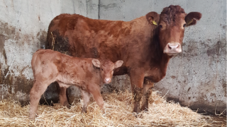 Is your farm prepared for a caesarean section?