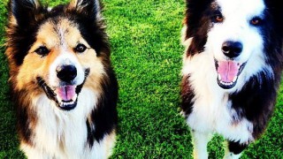 ‘Northern Ireland’s pet owners now facing onerous documentary checks’ – Poots