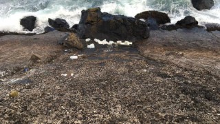 Reward for information about culprits who dumped milk on Antrim coast