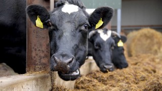 Ballyjamesduff Mart holding an on-farm dairy dispersal sale