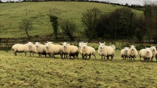 Turning attentions to administering clostridial vaccinations