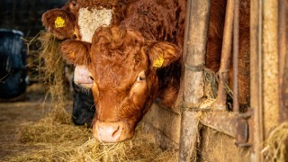 Beef prices strengthen again in Northern Ireland