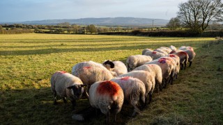 Ewe nutrition in late pregnancy