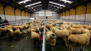 Buildings Focus: A brand new slatted unit for a 300-ewe flock in Co. Tyrone