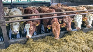 Making a start on scanning autumn-calvers