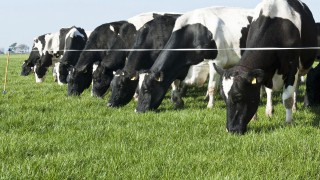 How much grass should I offer freshly-calved cows?
