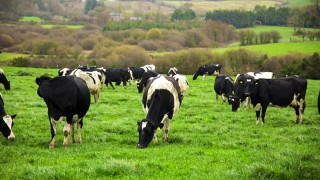 Opportunities and challenges facing spring grazing