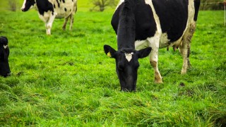 Don’t get caught out by grass tetany