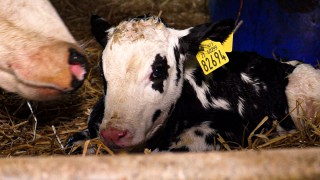 Best practice for stomach tubing