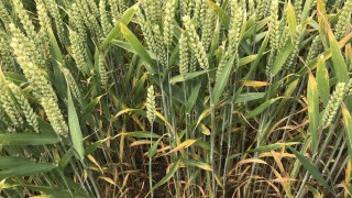 Can biofungicides deliver effective crop protection?