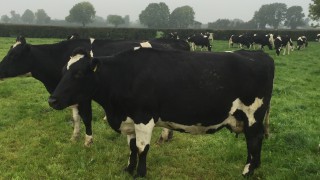 Don’t forget to monitor BSC post calving