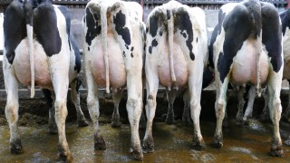 Dechomet dispersal sale sees top price of 3,100gns