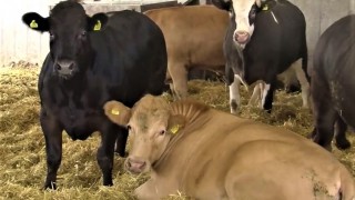 Finishing spring-born bulls – talk to your processor now