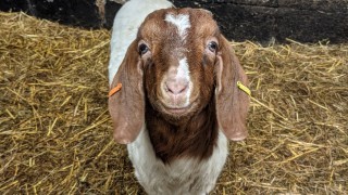 No kidding: Farm makes €56,000 offering ‘virtual goats’ for video calls