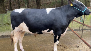 Prices reach €2,550 at Carnaross dairy sale