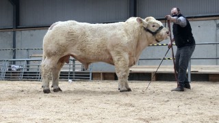 Charolais bulls topped at €7,100 – but mart guidelines cause ‘frustration’