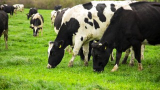 Spring grazing: The 3 main aims