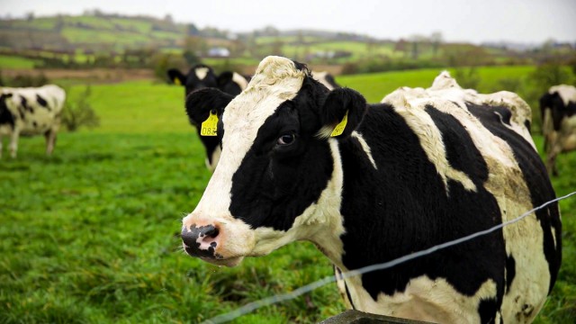 One dairy cow Milly Cow Gives Milk