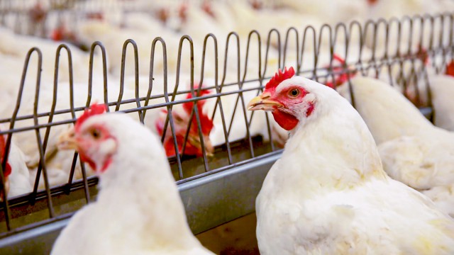 poultry keepers housing