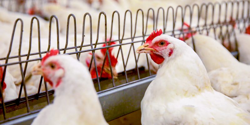 Latest Bird Flu Outbreak In South Derbyshire Agriland co uk