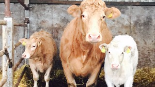 Beef-sired calf registrations drop in Northern Ireland