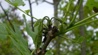 Northern Ireland’s forestry development sector in peril