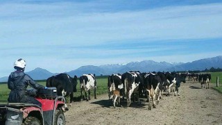 New Zealand milk output to fall by 10%