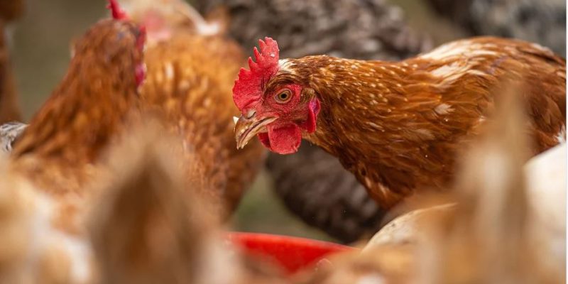 Poultry Keepers Urged To Prepare For Avian Flu Agriland co uk