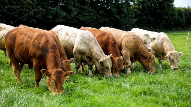 bovine tb farm management handbook