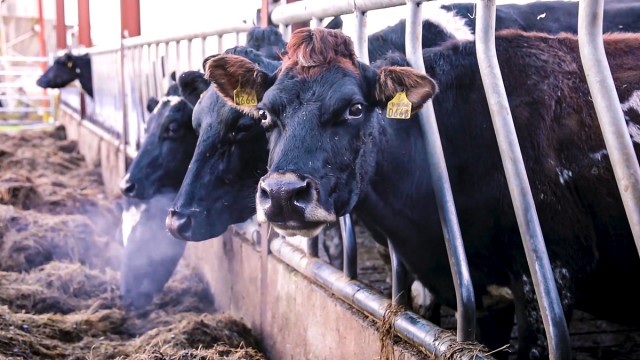 animal welfare