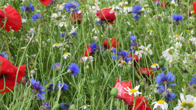 on-farm biodiversity