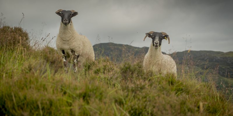 Upland Sheep Scheme payments to commence today
