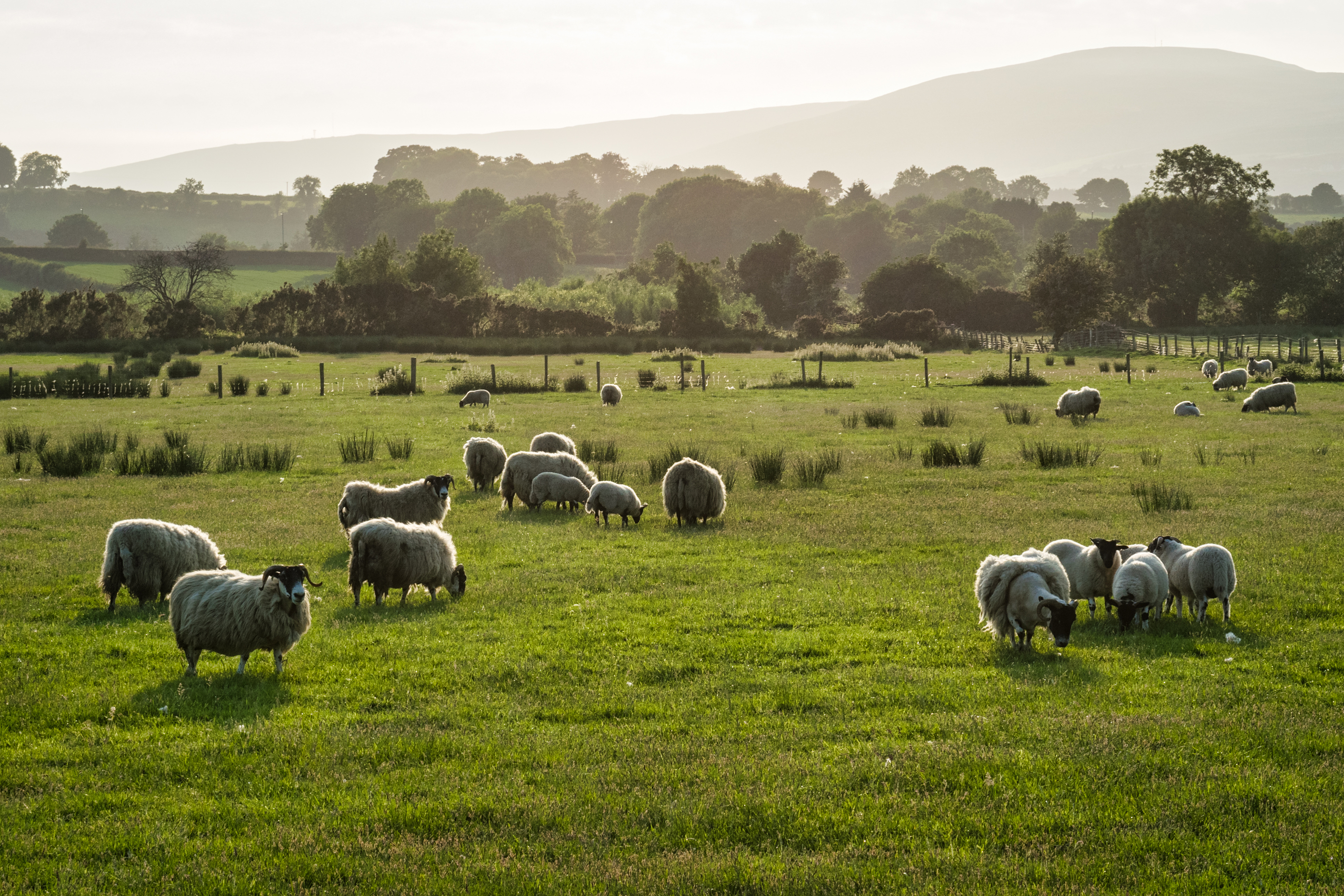 livestock