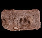 Ancient goat DNA offers insight into genetic legacy of agriculture