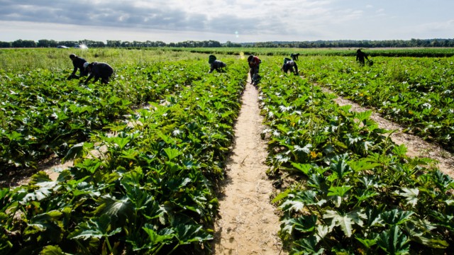 Report calls for action on ongoing agri-workforce shortages