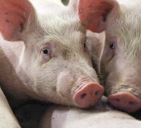 Environmental roadmap sets ‘clear path for sustainable pork production’