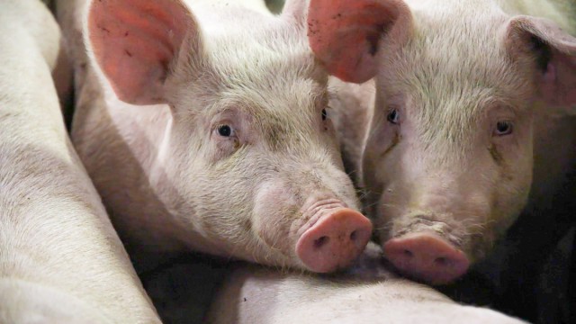 Environmental roadmap sets 'clear path for sustainable pork production’